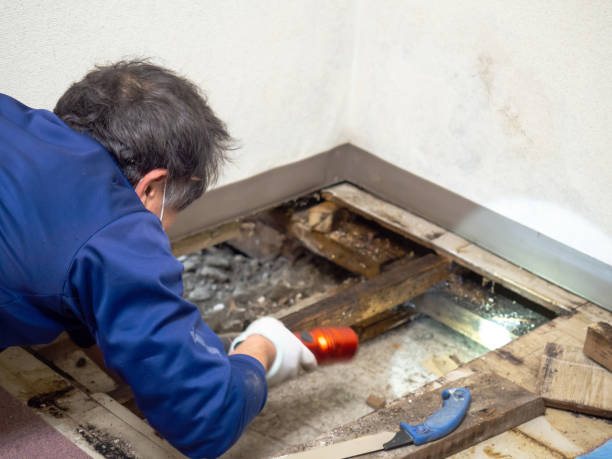 Best Attic Mold Removal  in Forest Park, IL